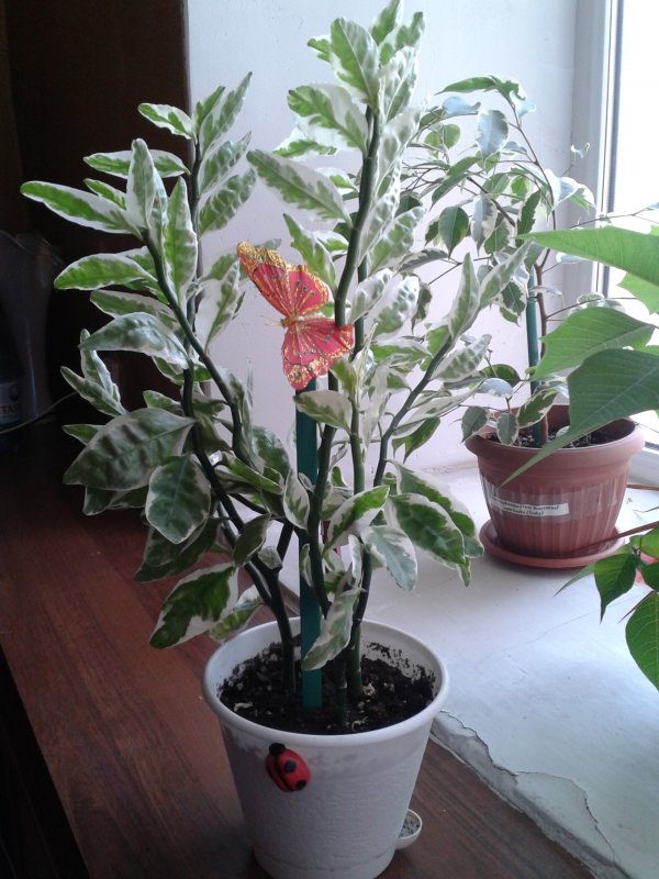 Педилантус титималоидный Pedilanthus tithymaloides