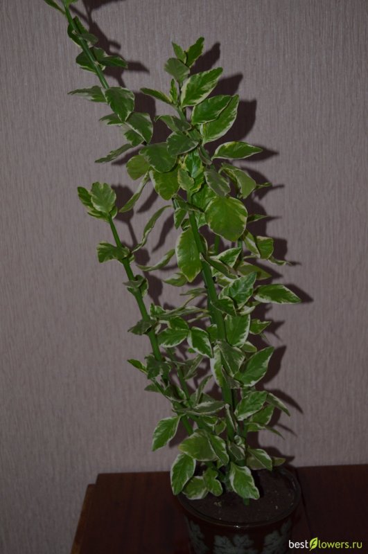 Педилантус Lemon Lime