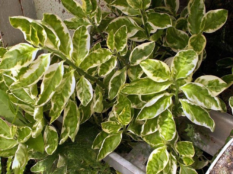 Педилантус титималоидный Pedilanthus tithymaloides