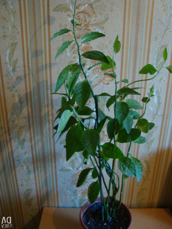 Pedilanthus Dwarf form cristated