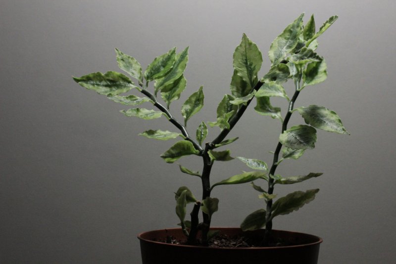 Euphorbia tithymaloides