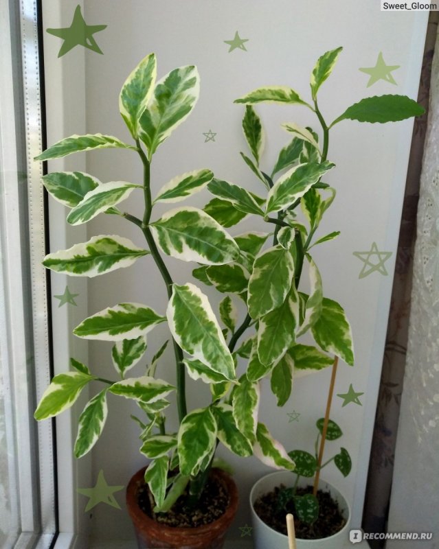 Pedilanthus tithymaloides