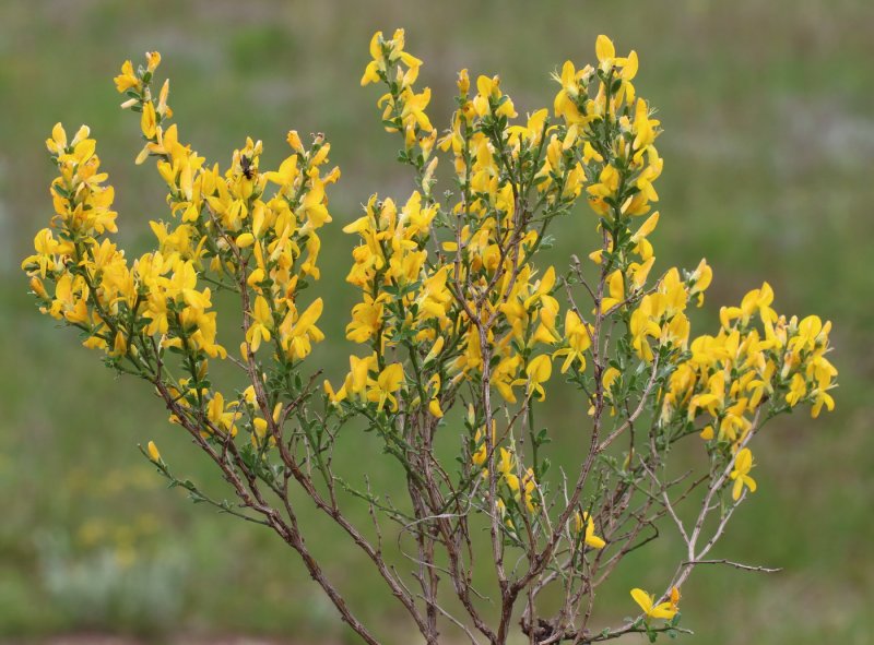 Дрок (Genista)