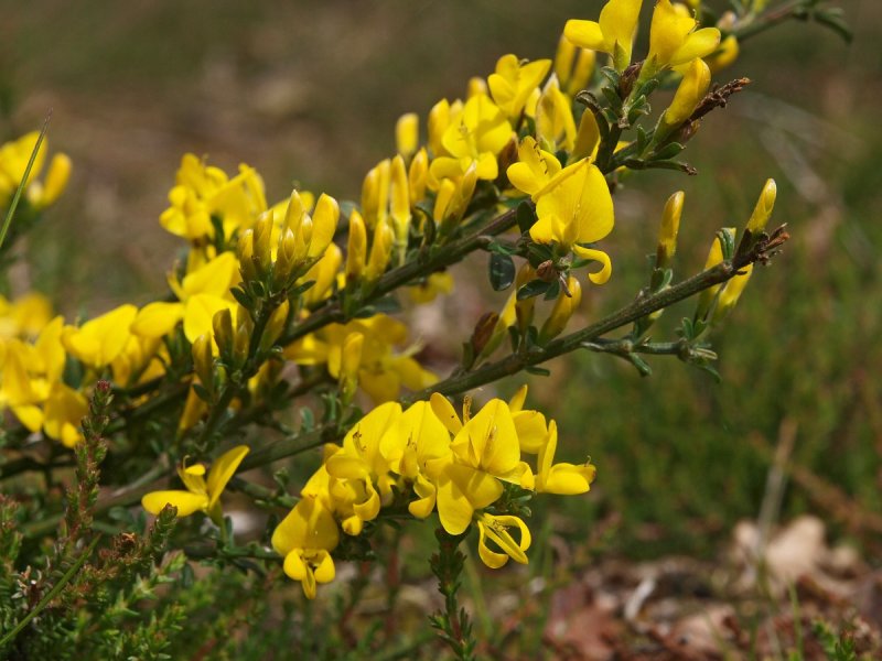 Genista pilosa