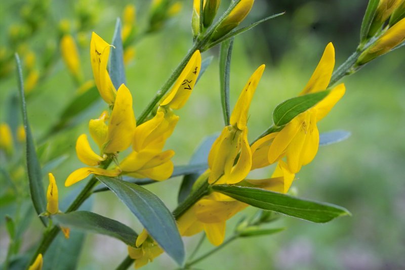 (Genista virgata)