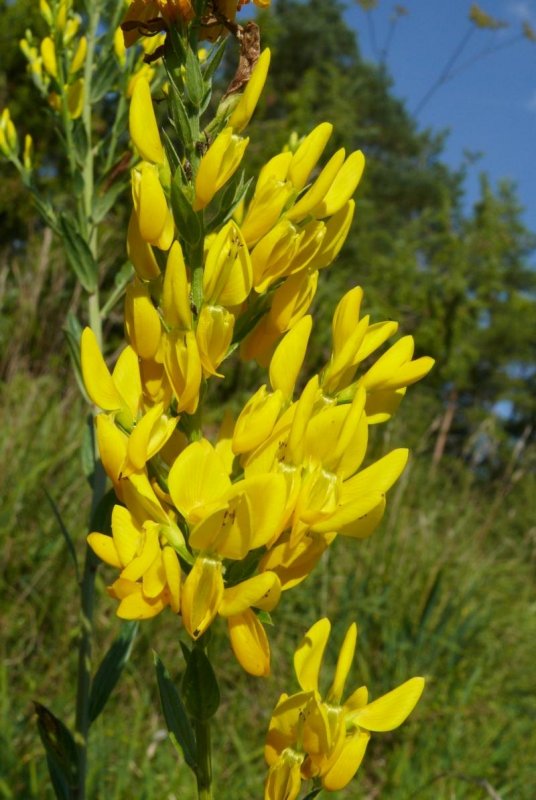 Дрок (Genista)