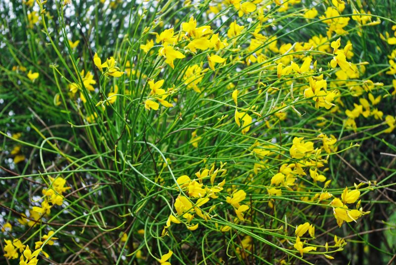 Дрок лидийский (Genista Lydia