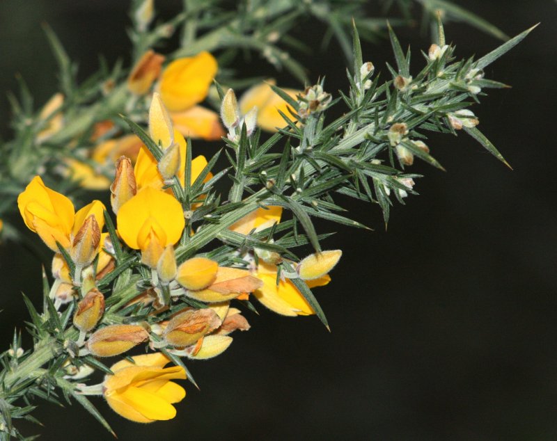 Cytisus nigricans куст