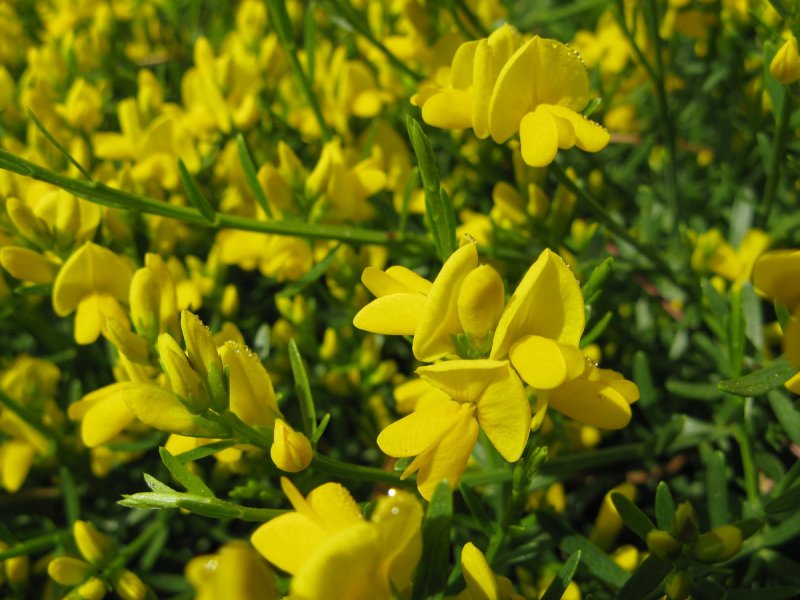 (Genista virgata)