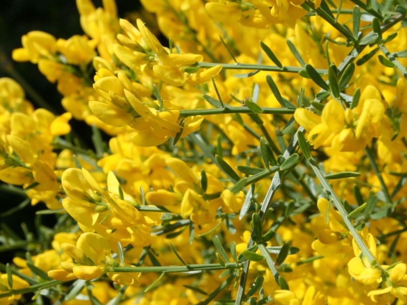 Солодка Genista