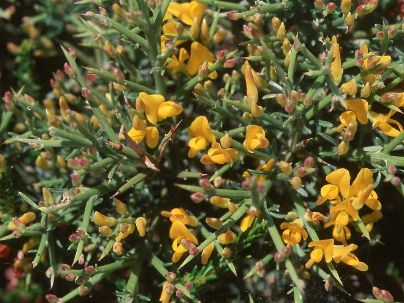 Genista monospermum