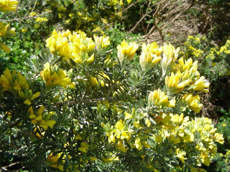 Genista tinctoria