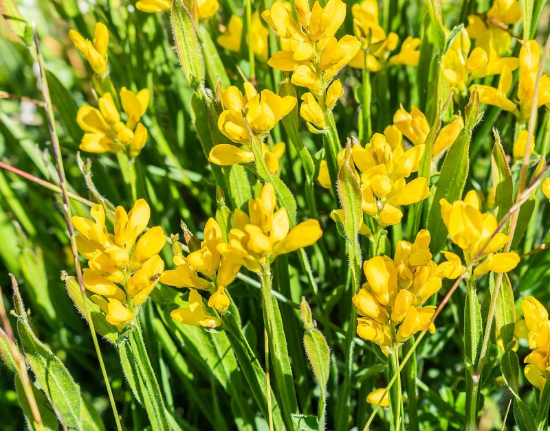 Дрок стреловидный Genista sagittalis купить