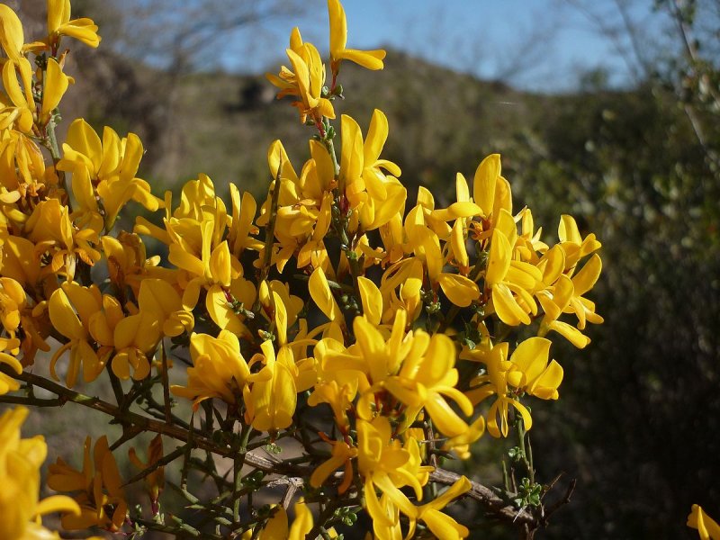 Genista Scorpius