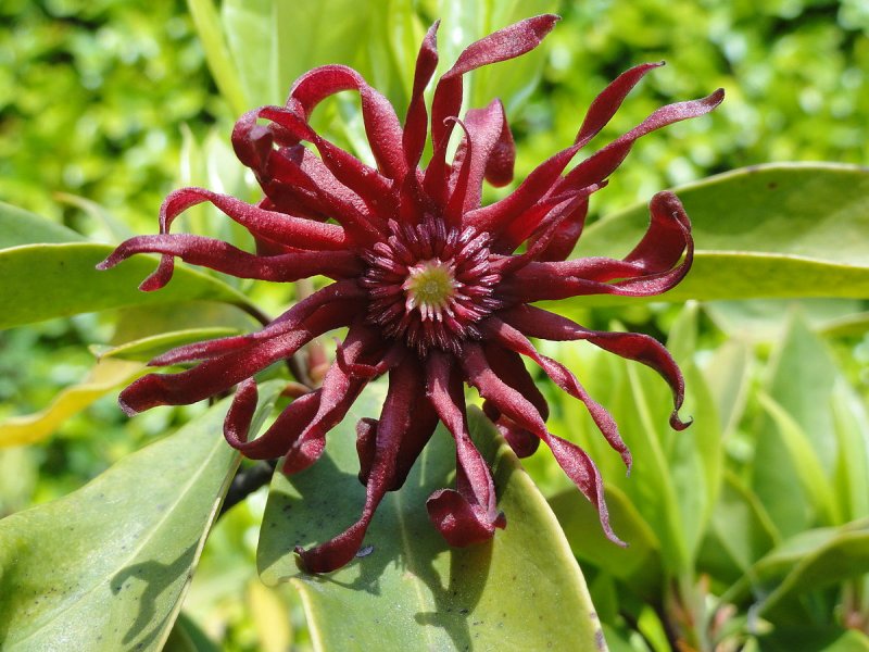 Illicium Verum цветы