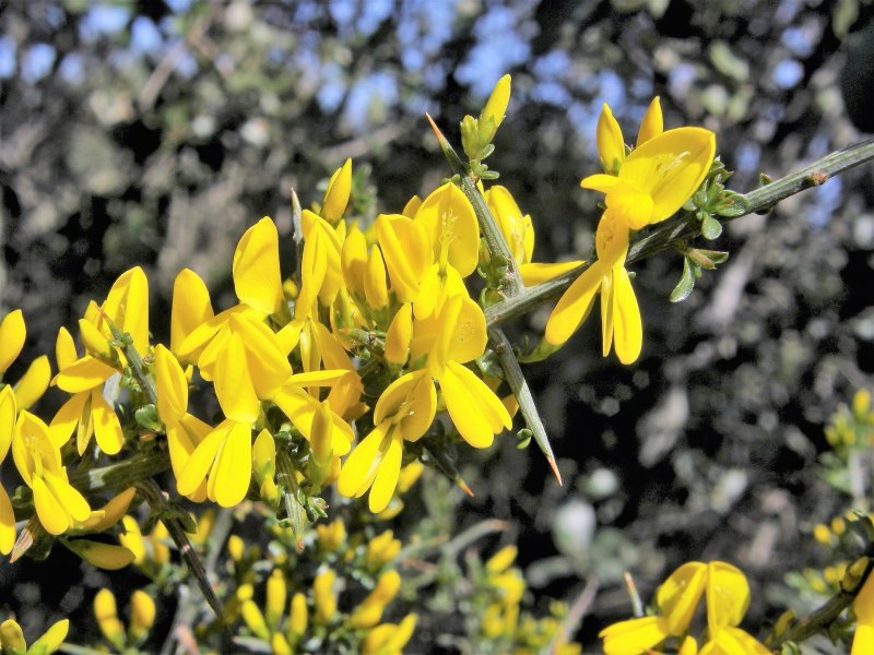 Genista Scorpius