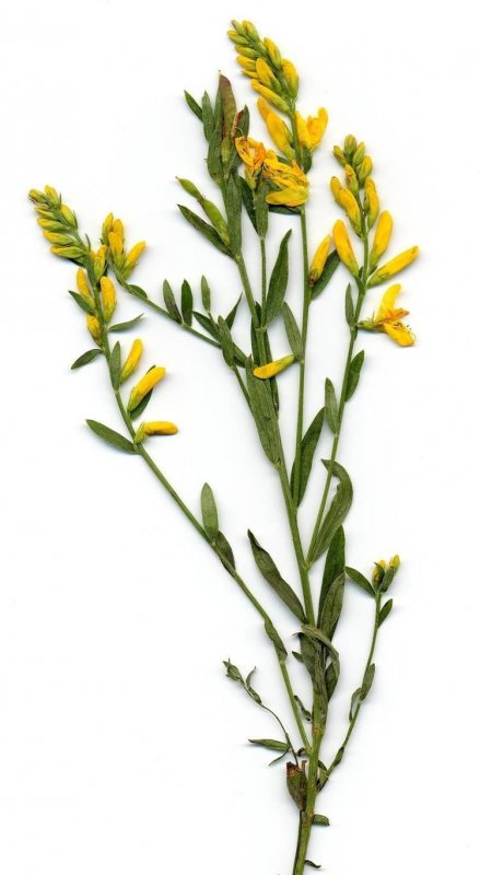 Genista tinctoria