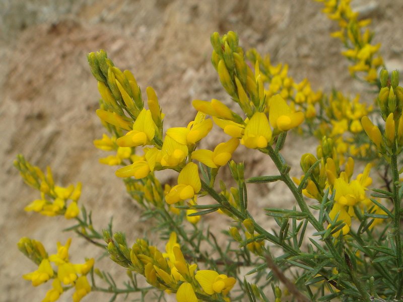 Genista tinctoria