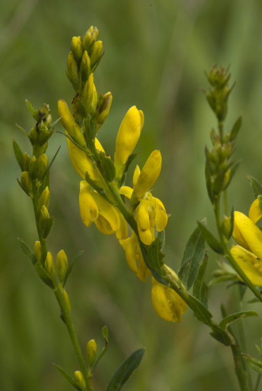 Genista Scoparia