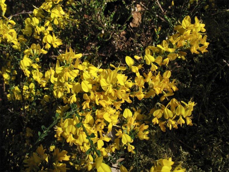 Дрок германский (Genista Germanica)