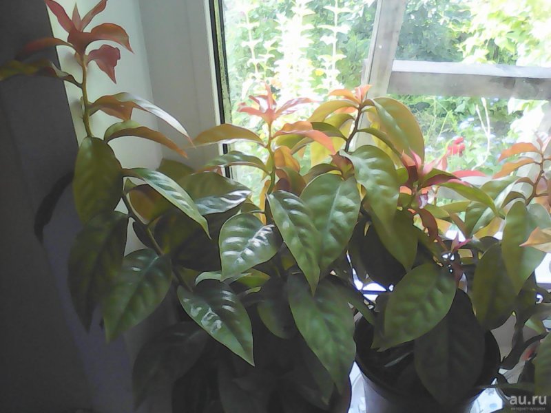Переския шиповатая (Pereskia aculeata Miller)