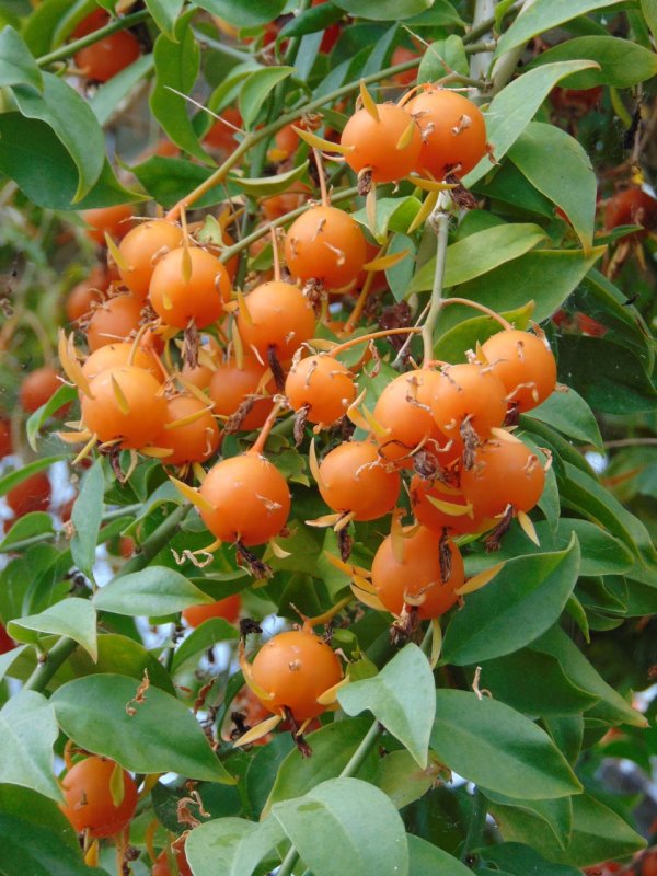 Переския шиповатая (Pereskia aculeata Miller)