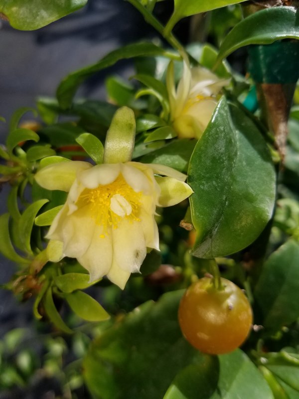 Переския шиповатая (Pereskia aculeata Miller)