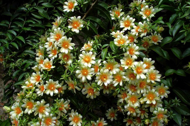 Переския шиповатая (Pereskia aculeata Miller)