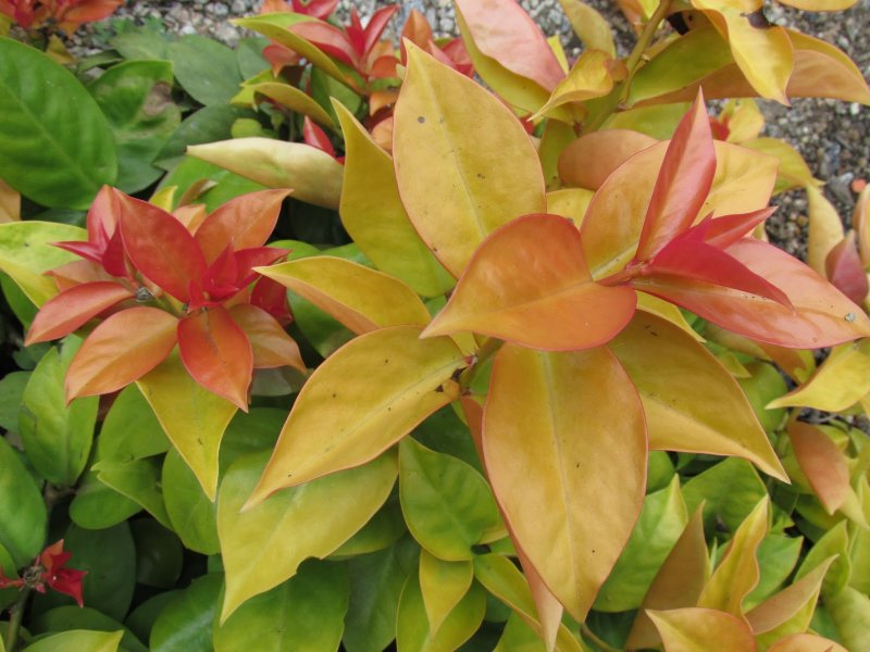 Pereskia aculeata