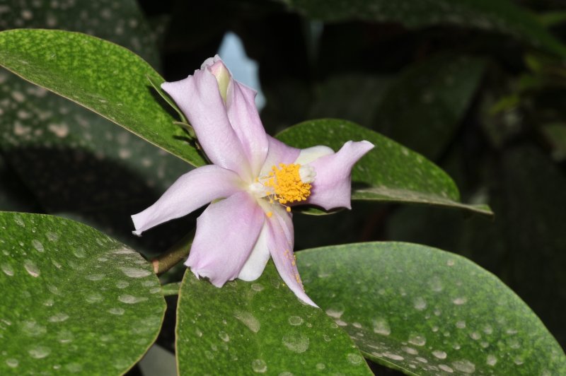 Pereskia sacharosa