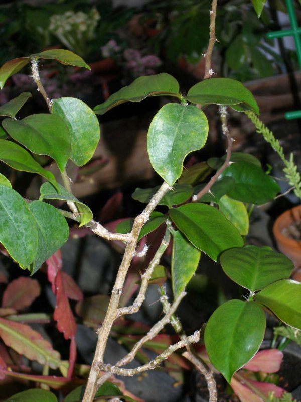 Переския шиповатая (Pereskia aculeata Miller)