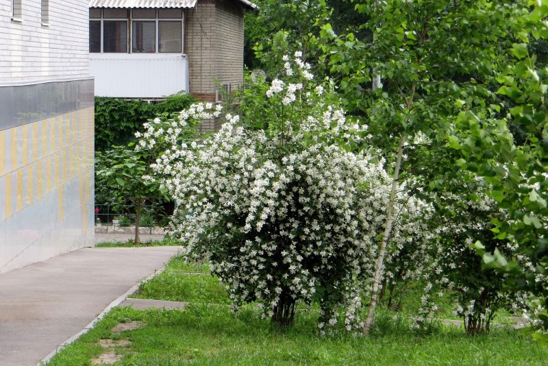 Philadelphus балет мотыльков