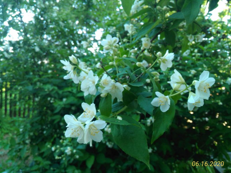 Чубушник венечный (Philadelphus coronarius)