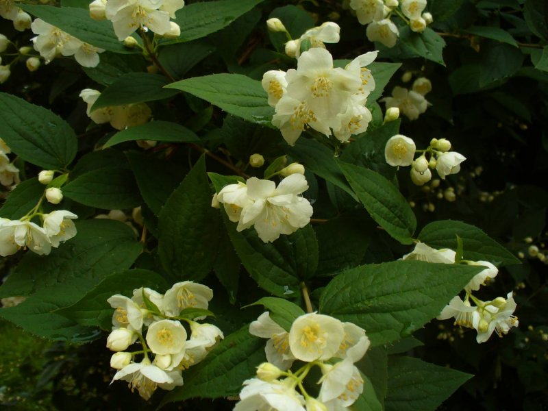 Чубушник венечный Philadelphus coronarius “variegatus”