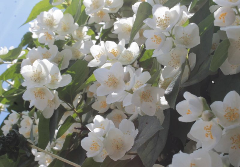 Philadelphus pubescens