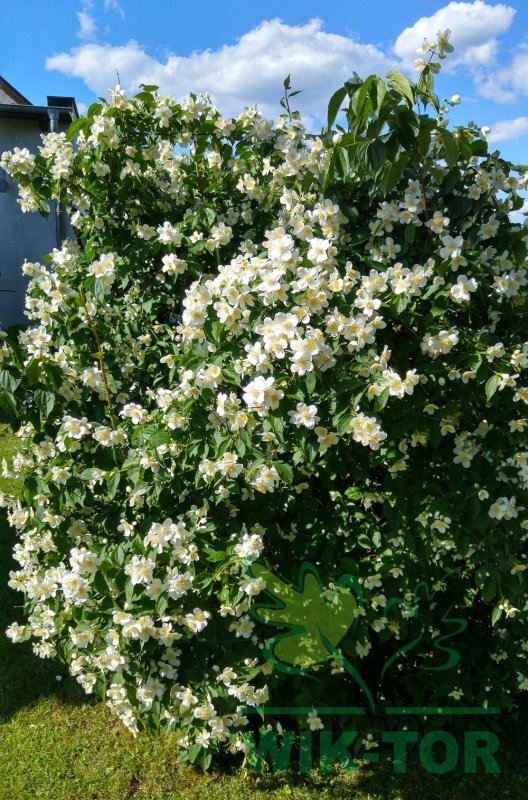 Philadelphus балет мотыльков