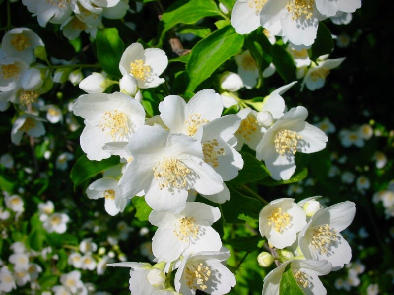 Чубушник венечный (Philadelphus coronarius `белая дама`) 2-х Летка