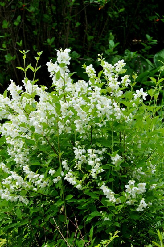 Чубушник венечный Philadelphus coronarius “variegatus”
