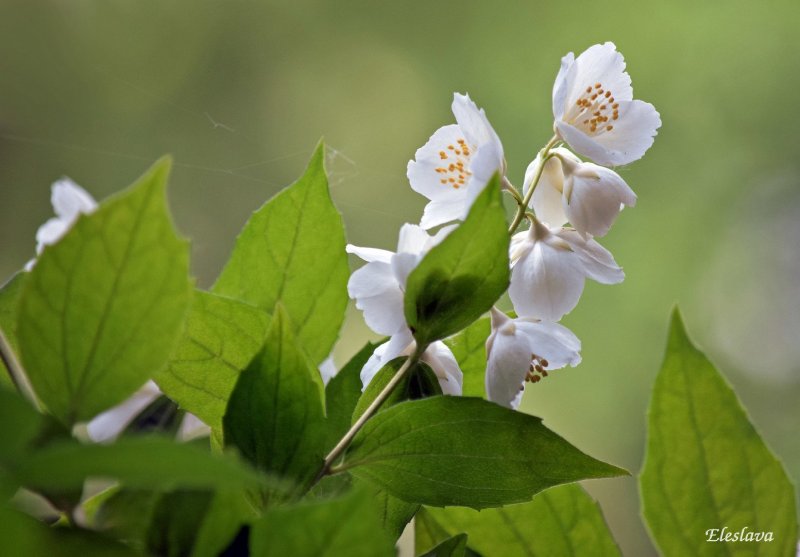 Philadelphus балет мотыльков