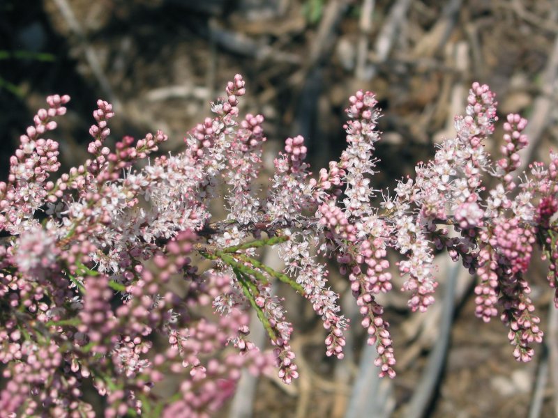 Тамарикс parviflora