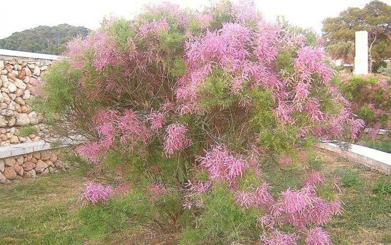Тамарикс Pink Cascade