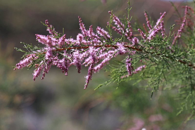 Тамарикс parviflora