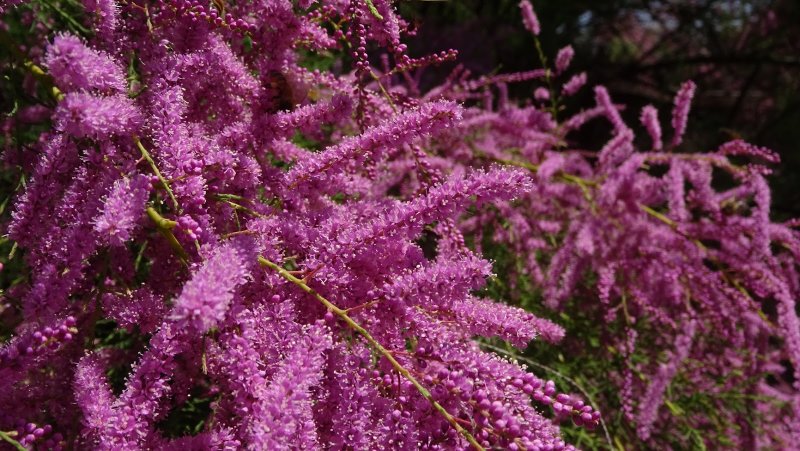 Тамарикс ramosissima