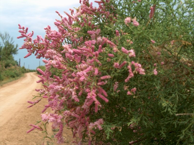 Tamarix tetrandra тамарикс четырёхтычинковый