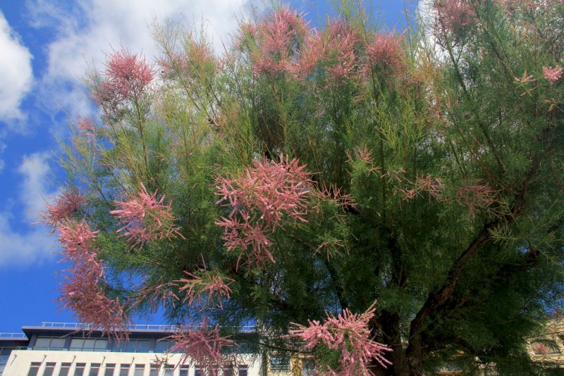 Тамарикс изящный (бисерник) (Tamarix gracilis)