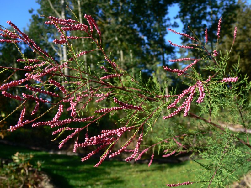 Тамарикс Pink Cascade