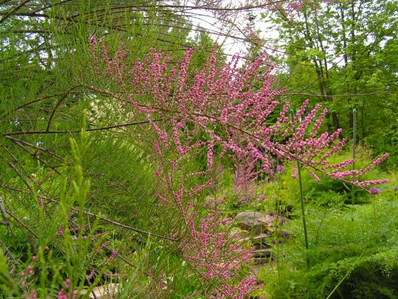 Tamarix tetrandra тамарикс четырёхтычинковый