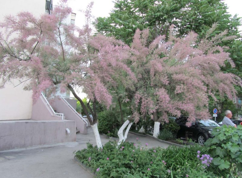 Тамарикс ramosissima rubra
