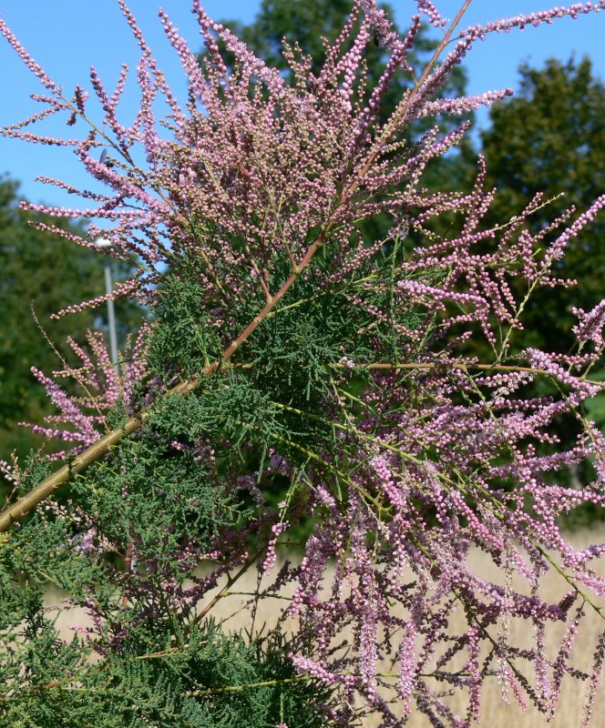 Тамарикс Pink Cascade