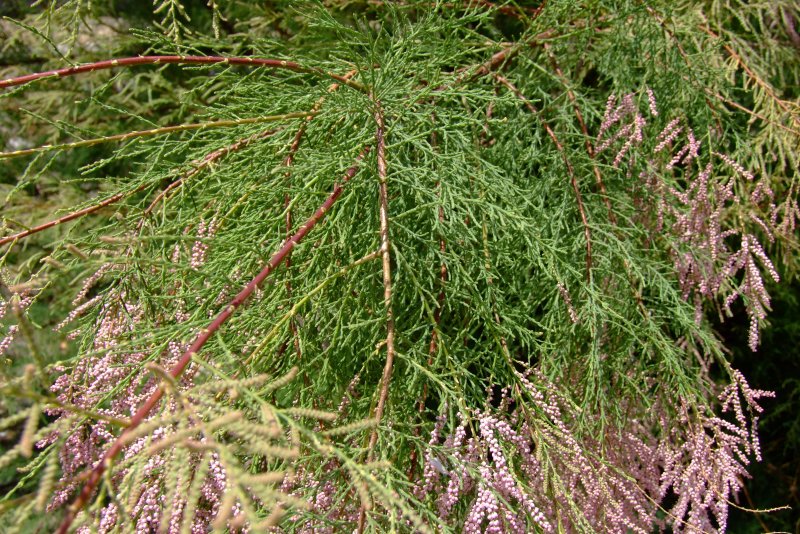 Tamarix parviflora